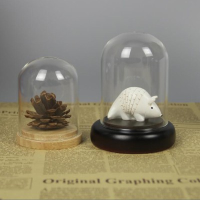 wholesale glass display dome mini glass dome with oak base